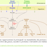 Vie metaboliche per la sintesi delle varie frazioni lipidiche