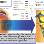 Lipoproteine e note varie sulle dislipidemie